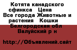 Котята канадского сфинкса › Цена ­ 15 - Все города Животные и растения » Кошки   . Белгородская обл.,Валуйский р-н